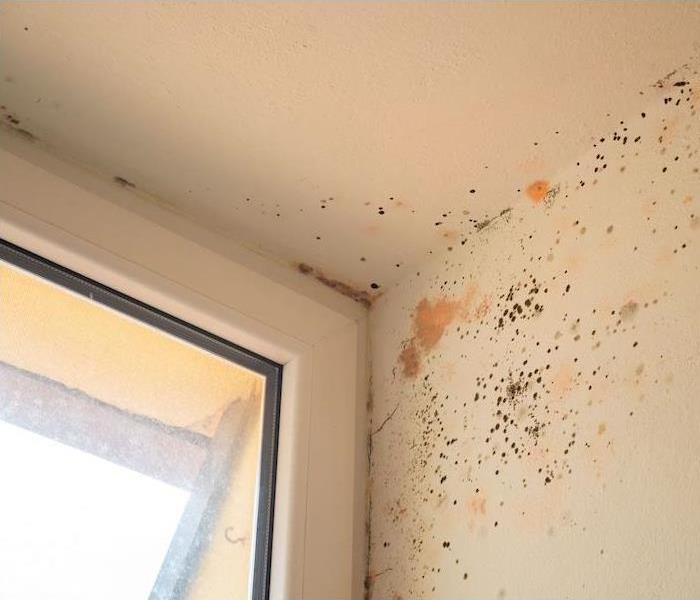 mold in ceiling corner 